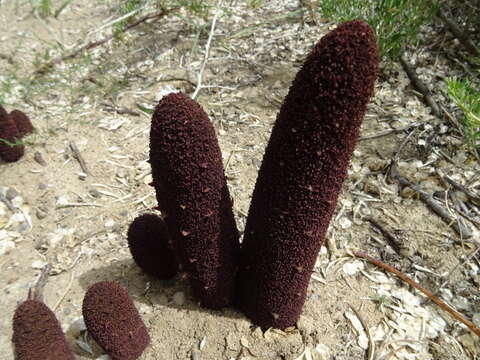 Image of Cynomorium coccineum subsp. songaricum (Rupr.) J. Leonard