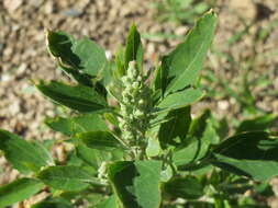 Imagem de Chenopodium album L.