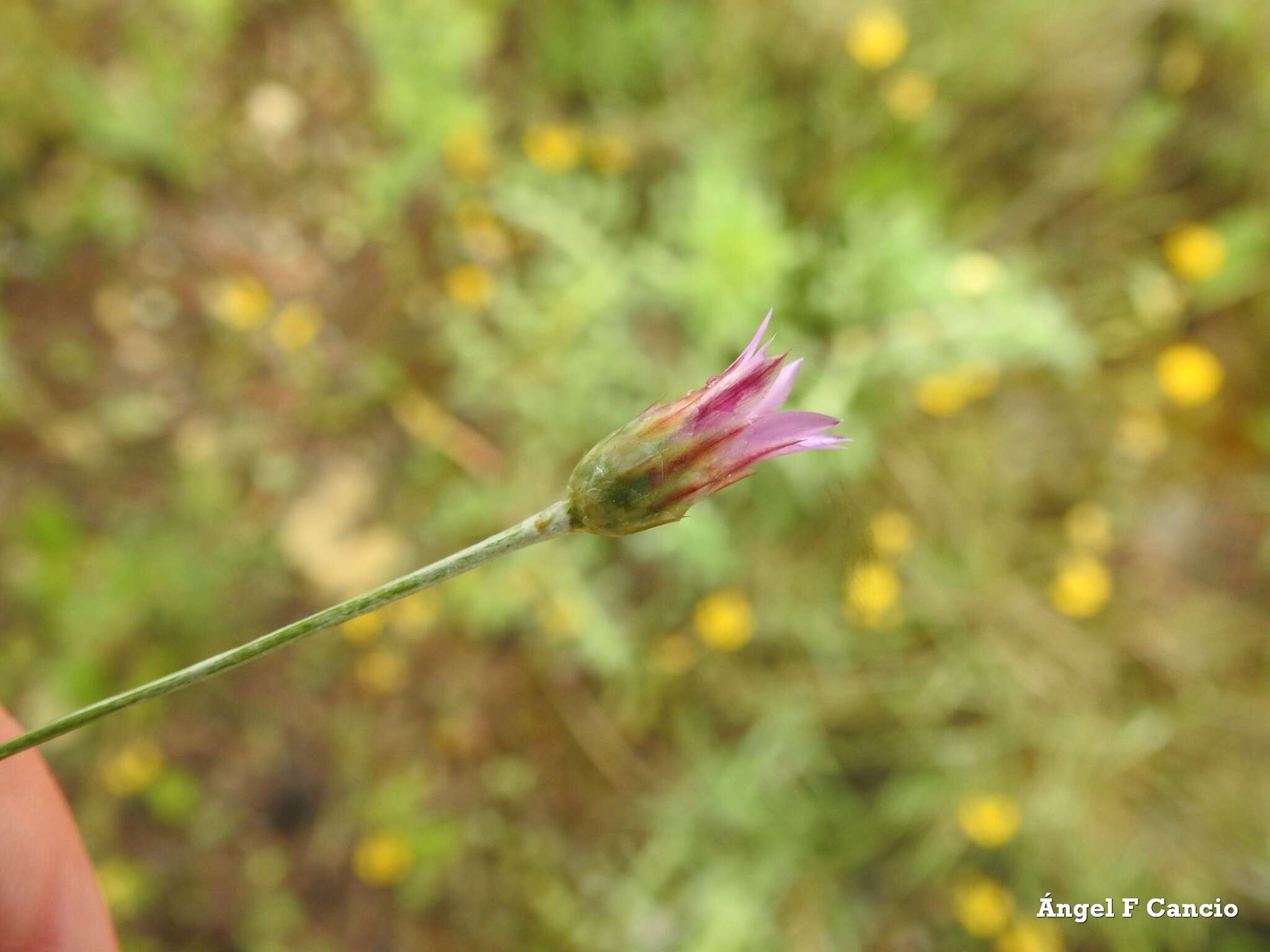 Image of Xeranthemum inapertum (L.) Mill.