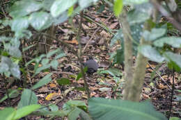 Image of Cinereous Tinamou