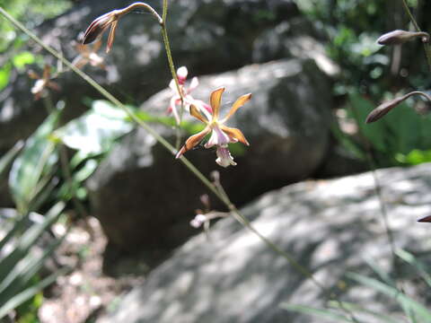 Image of Encyclia acapulcensis