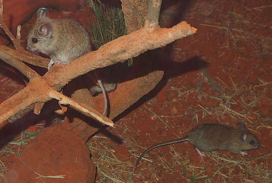 Image of Plains Mouse