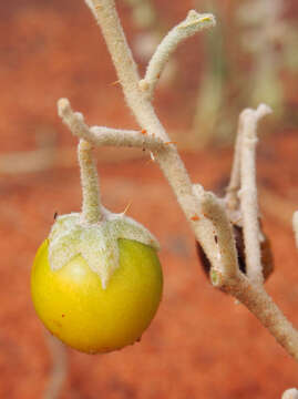 Image of Solanum centrale J. M. Black