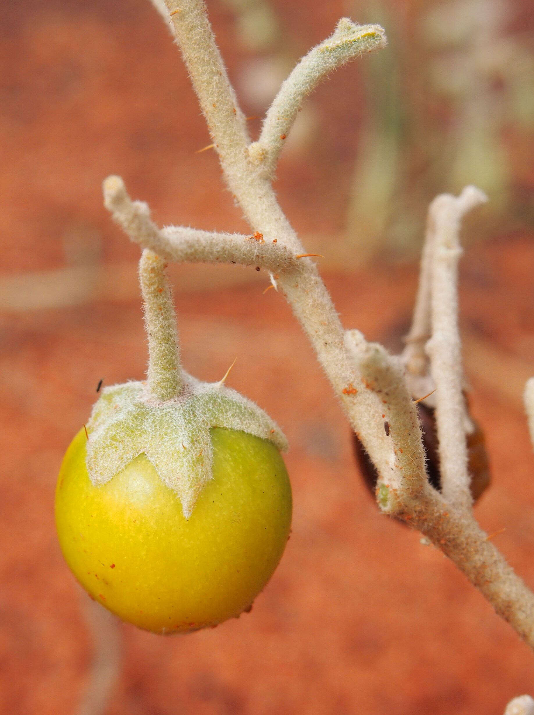 Image of Solanum centrale J. M. Black