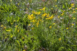 Image of Northern Buttercup