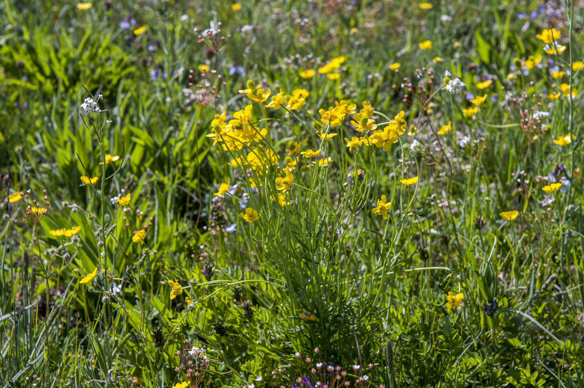 Image of Northern Buttercup