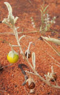 Image of Solanum centrale J. M. Black