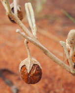 Image of Solanum centrale J. M. Black