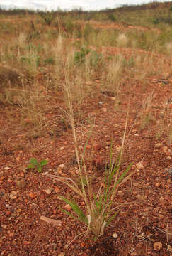 Image of Australian millet