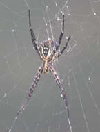 Imagem de Argiope trifasciata kauaiensis Simon 1900