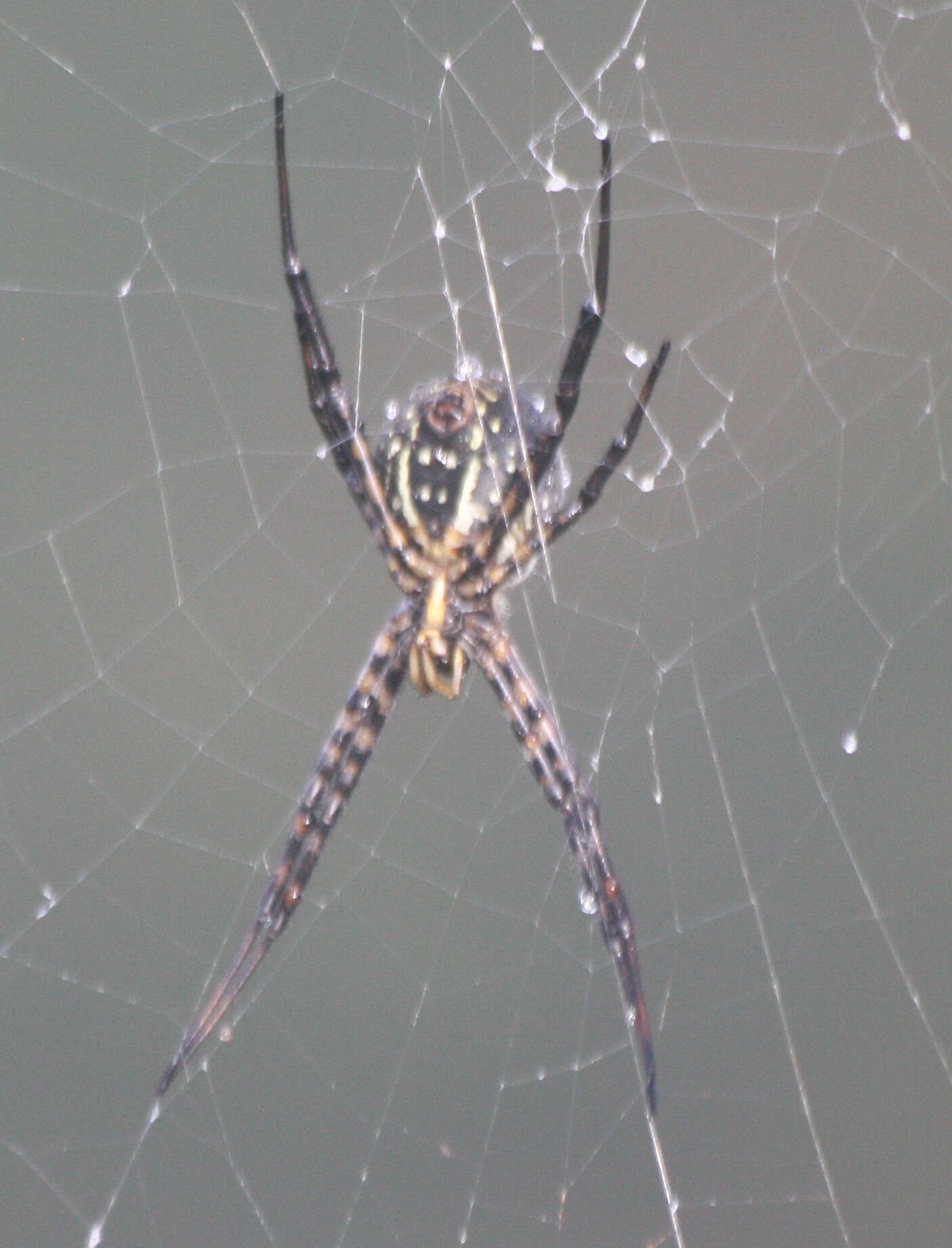 Image of Argiope trifasciata kauaiensis Simon 1900