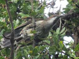 Image of Little Wattlebird