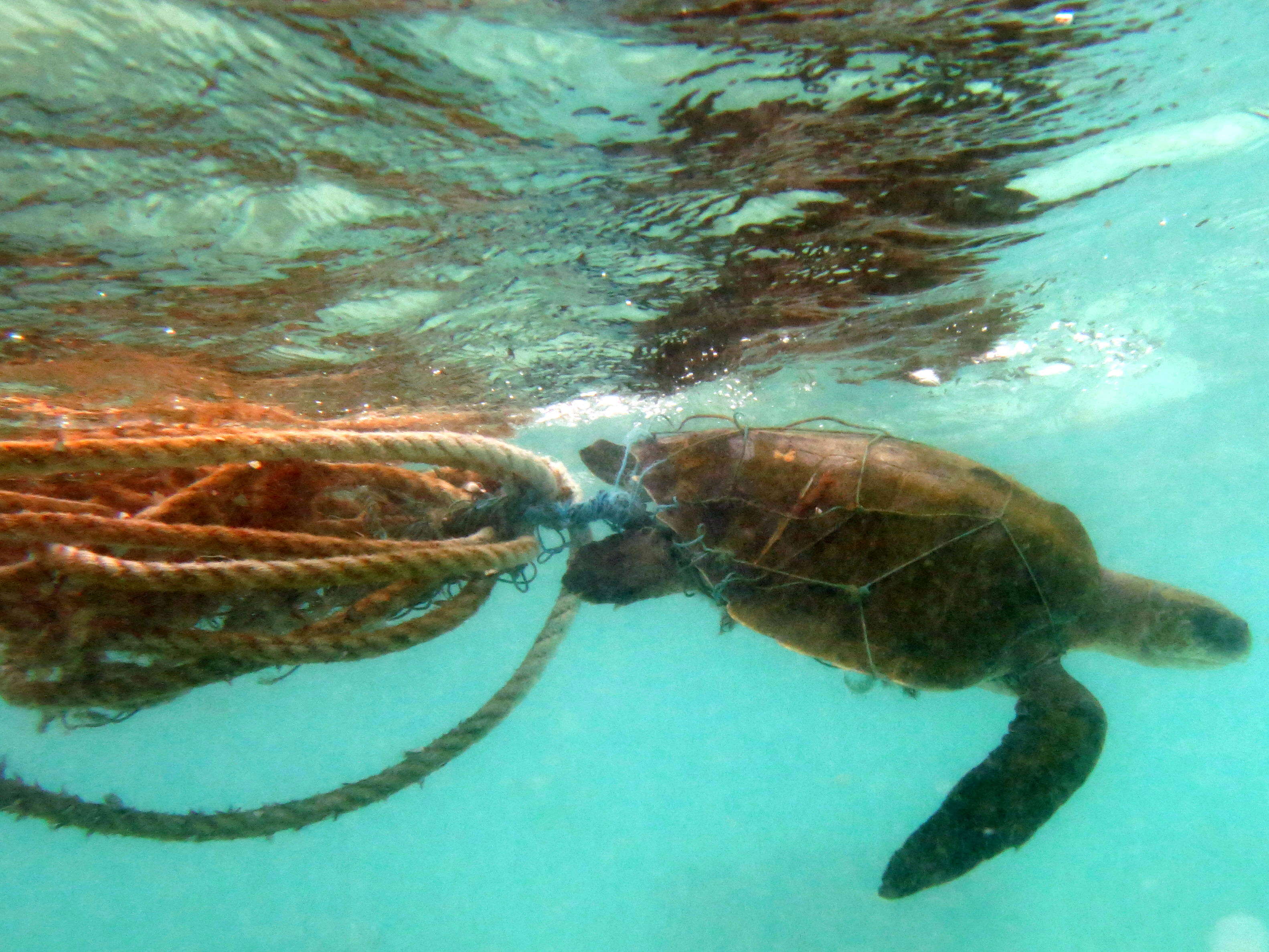 Image of Ridley sea turtles