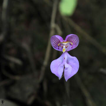 Image of Nilgiri disperis