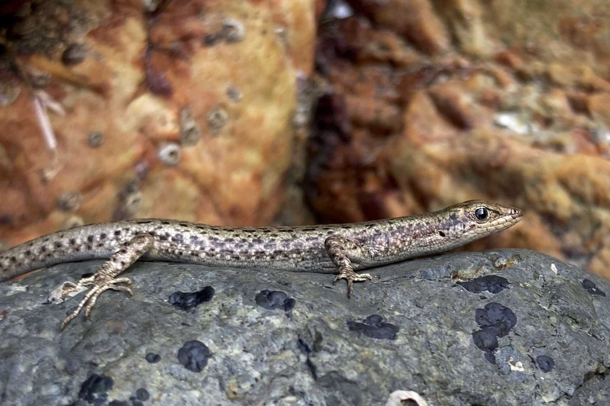 Image of Coastal snake-eyed skink