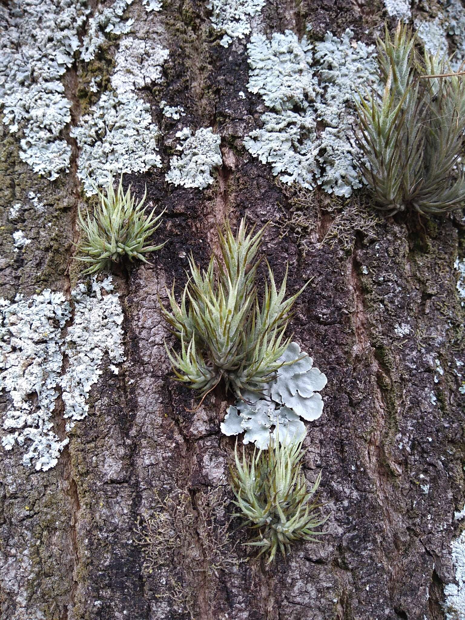 Image of Tillandsia tricholepis Baker