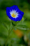 Image of Dwarf Morning Glory