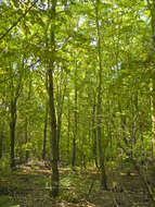 Image of European hornbeam