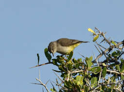 Image of Black-chested Prinia