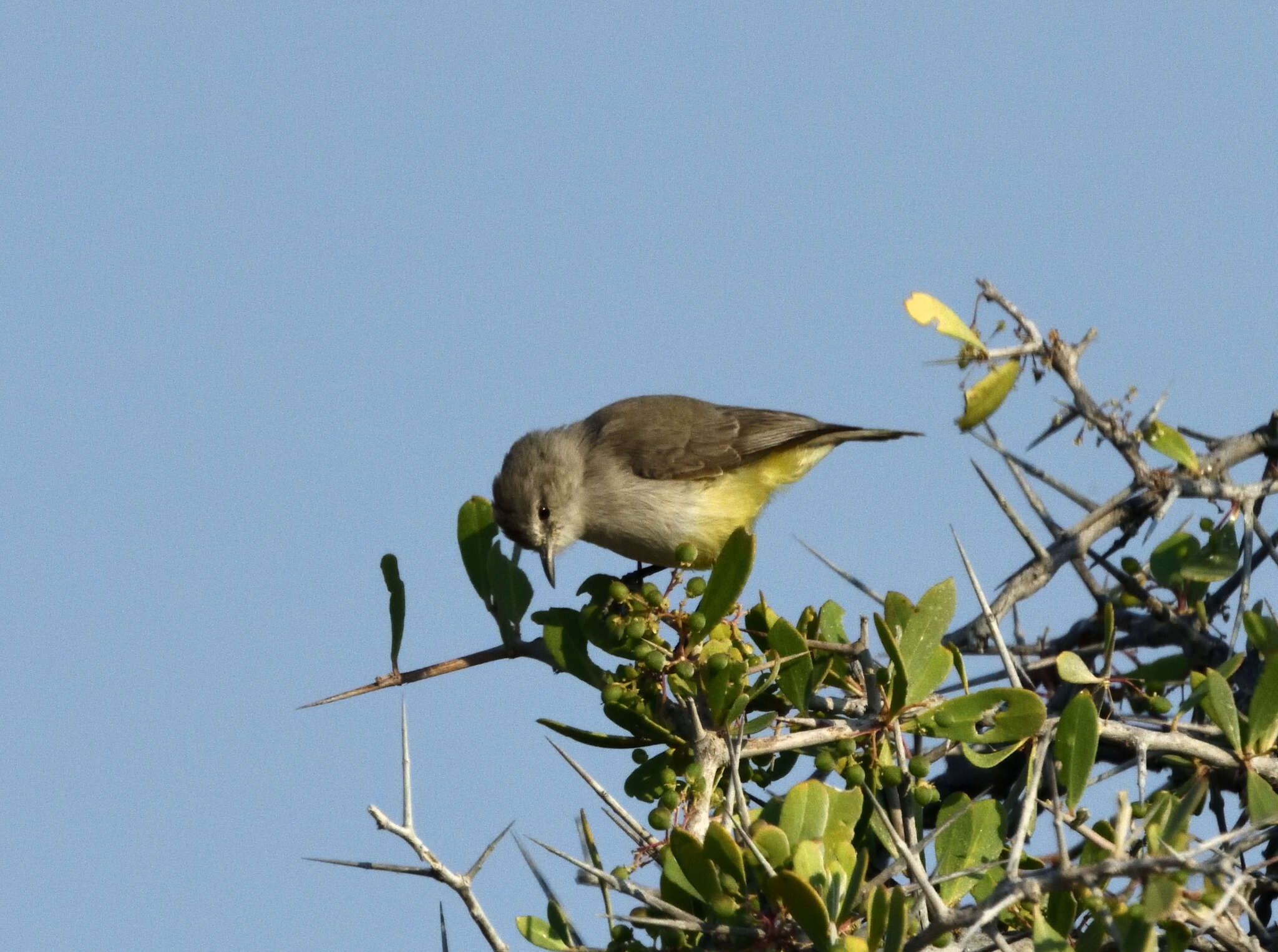 Image of Black-chested Prinia