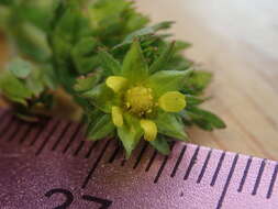 Image of brook cinquefoil