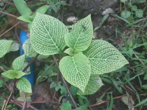 Fittonia albivenis (Lindl. ex Veitch) R. K. Brummitt resmi