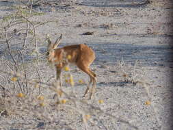 Image of Steenbok