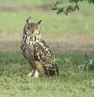 Image of Indian Eagle-Owl