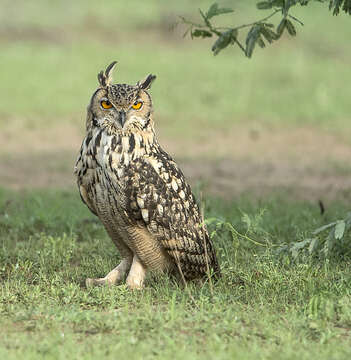 Image of Indian Eagle-Owl