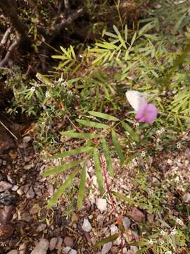 Image of red hoarypea