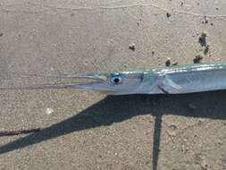 Image of California needlefish