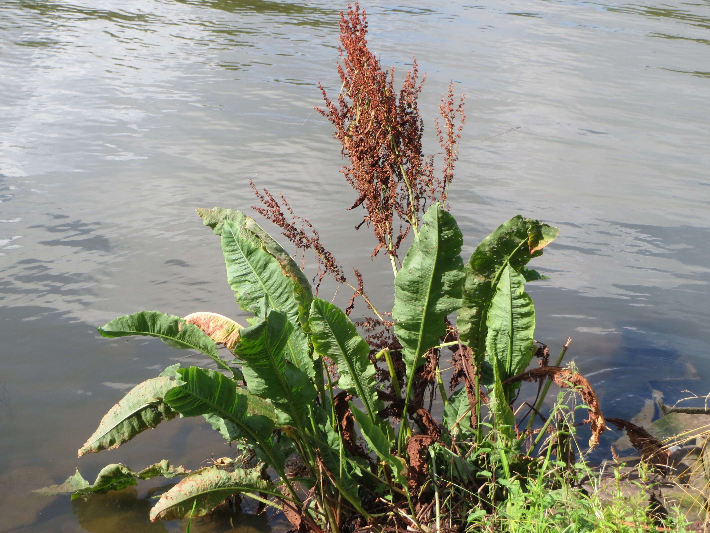 Image of Water Dock