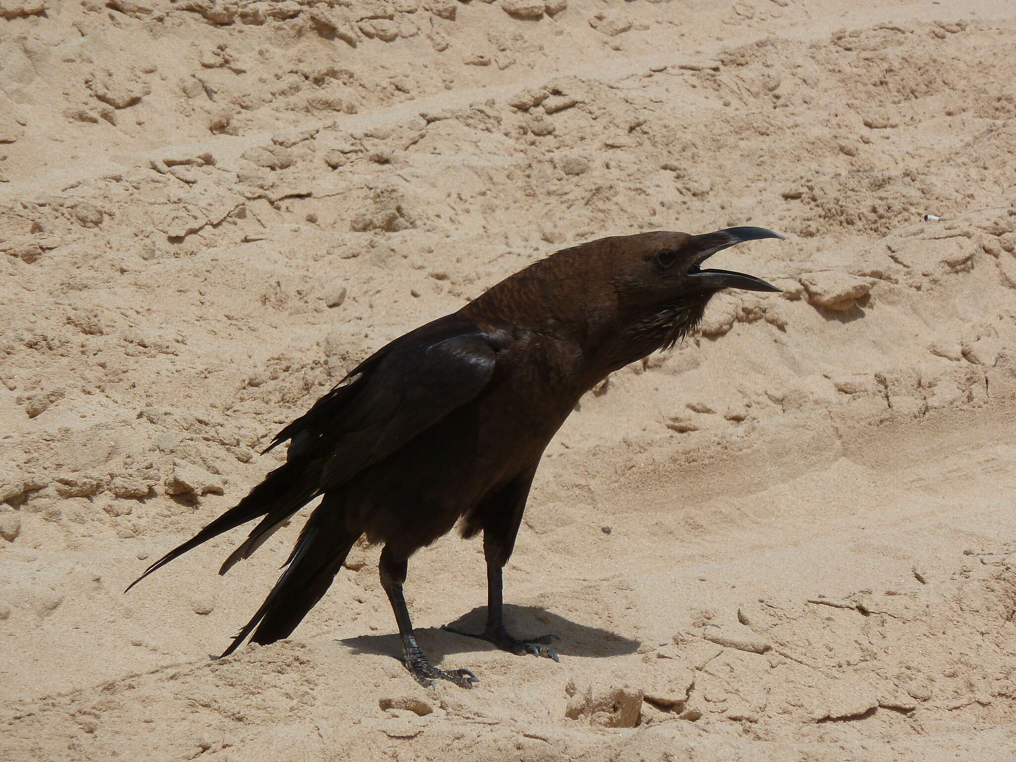 Image of Brown-necked Raven