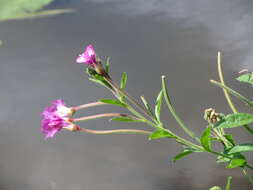 Слика од Epilobium hirsutum L.