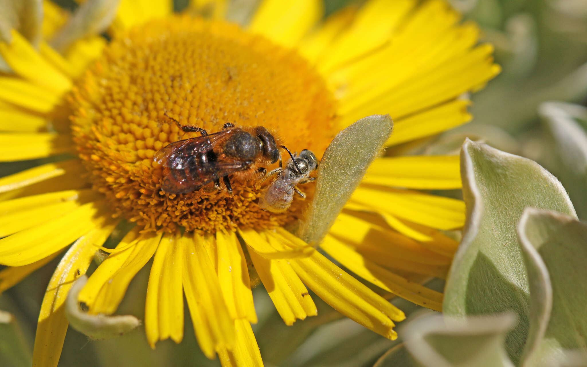 Image of Halictus concinnus Brullé 1840