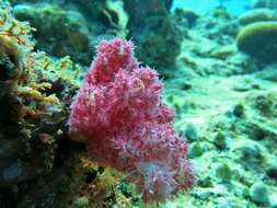 Image of Twotone soft coral