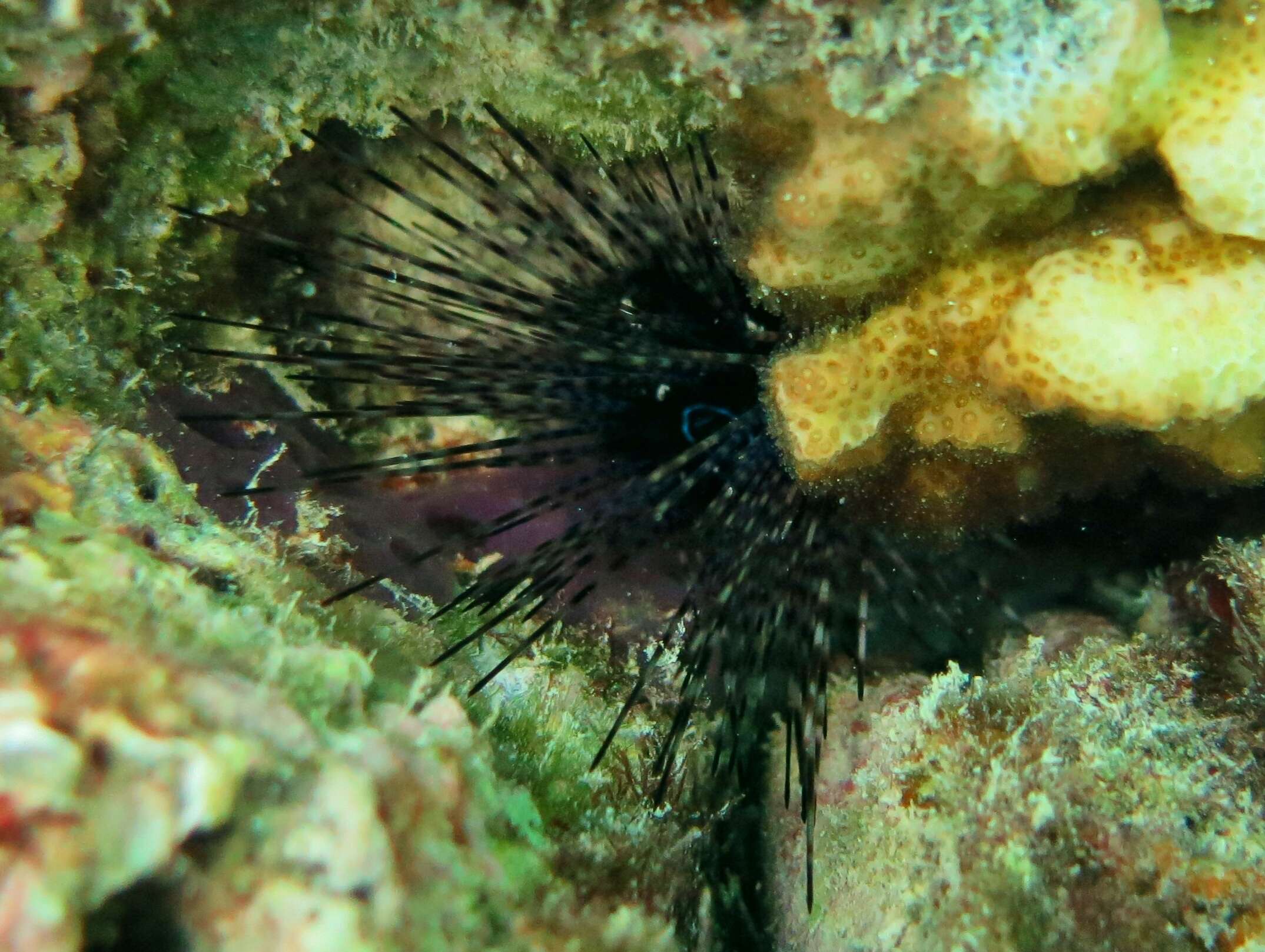 Image of Banded diadem urchin