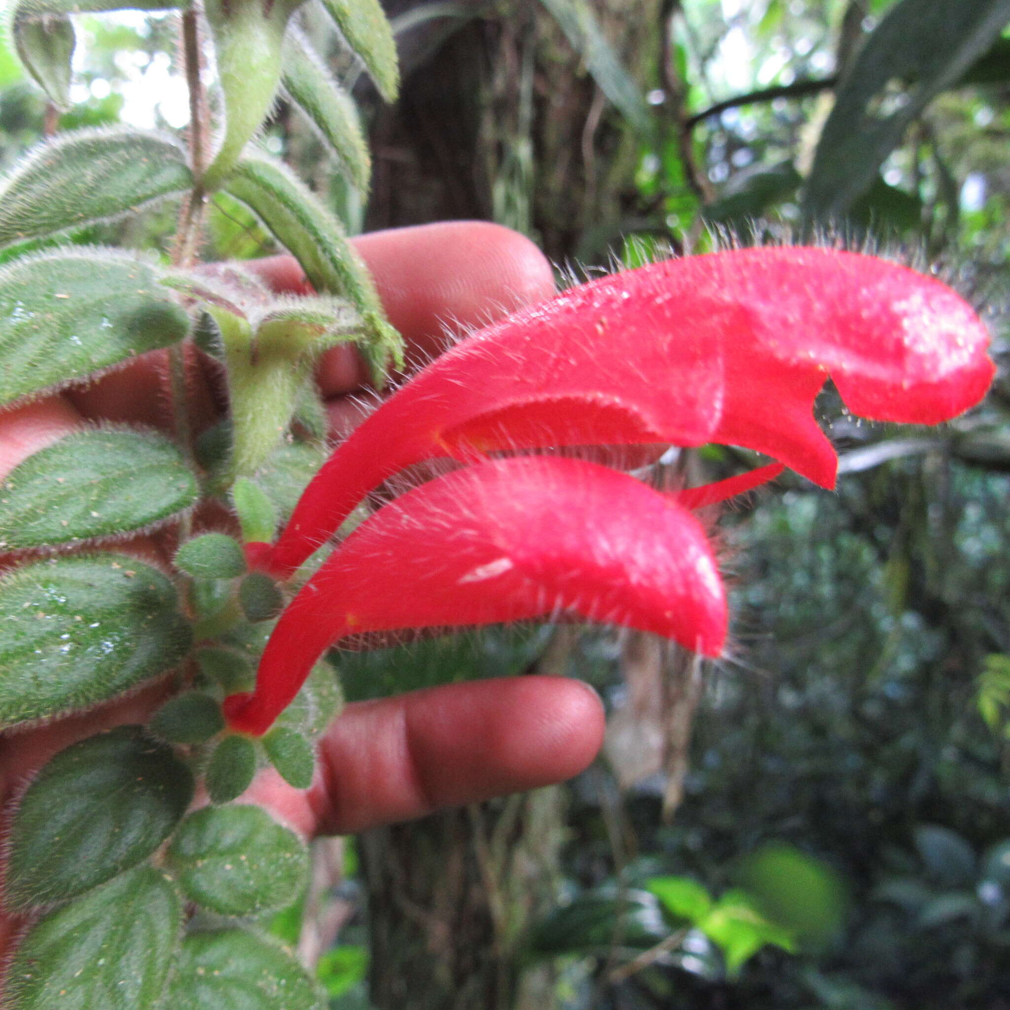 Image of Columnea labellosa H. Karst.