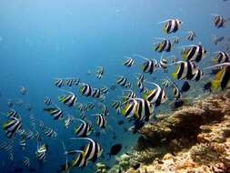 Image of Bannerfish