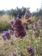 Sivun Salvia pachyphylla subsp. meridionalis R. M. Taylor kuva