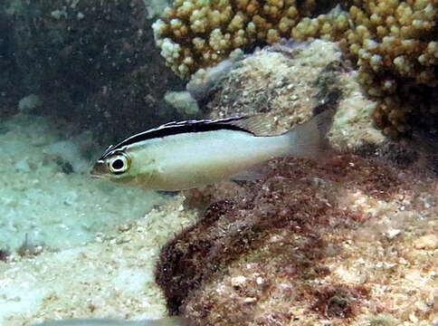 Image of two-lined monocle bream