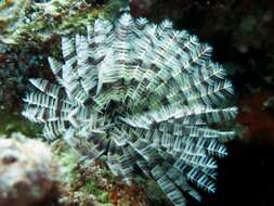 Image of Feather Duster Worms