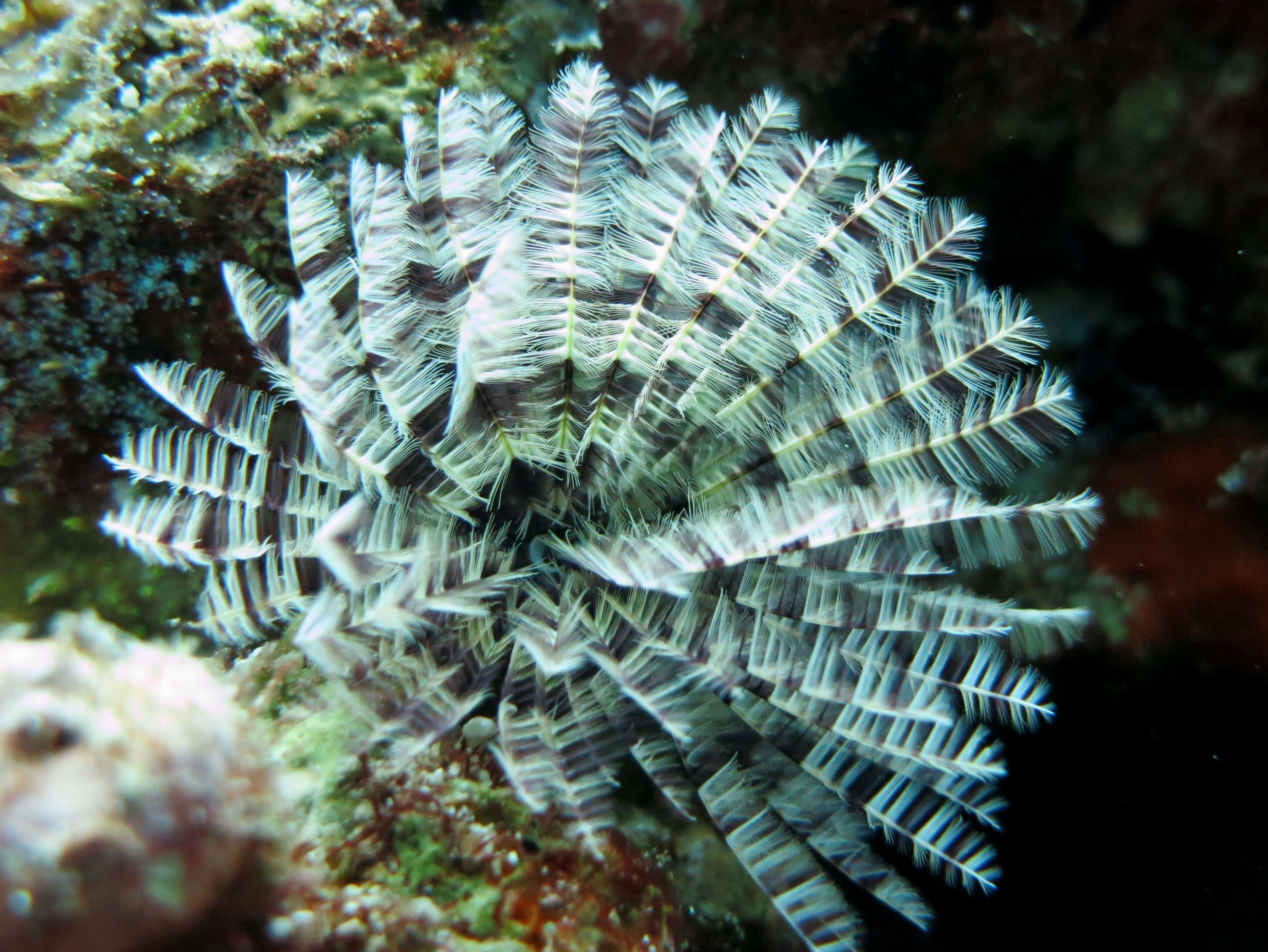 Image of Feather Duster Worms