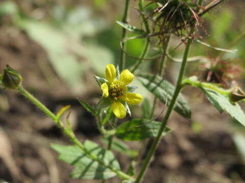 Image of Wood Avens