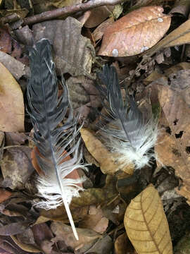 Image of White-collared Kite