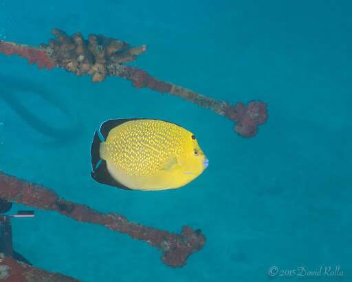 Image of Golden spotted angelfish