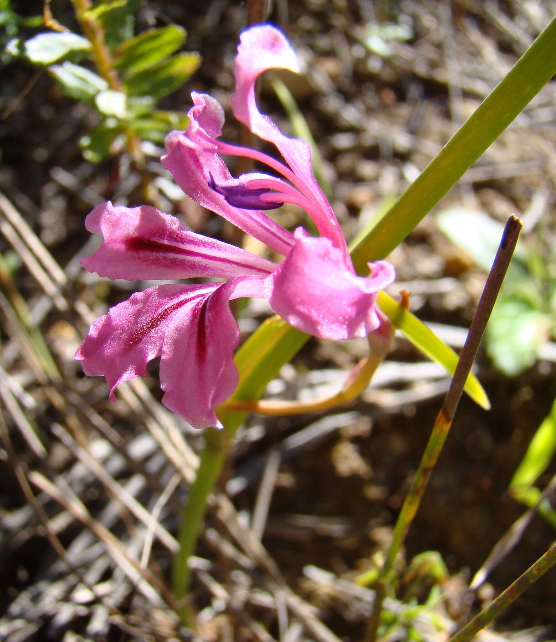 Image of Tritoniopsis lata (L. Bolus) G. J. Lewis