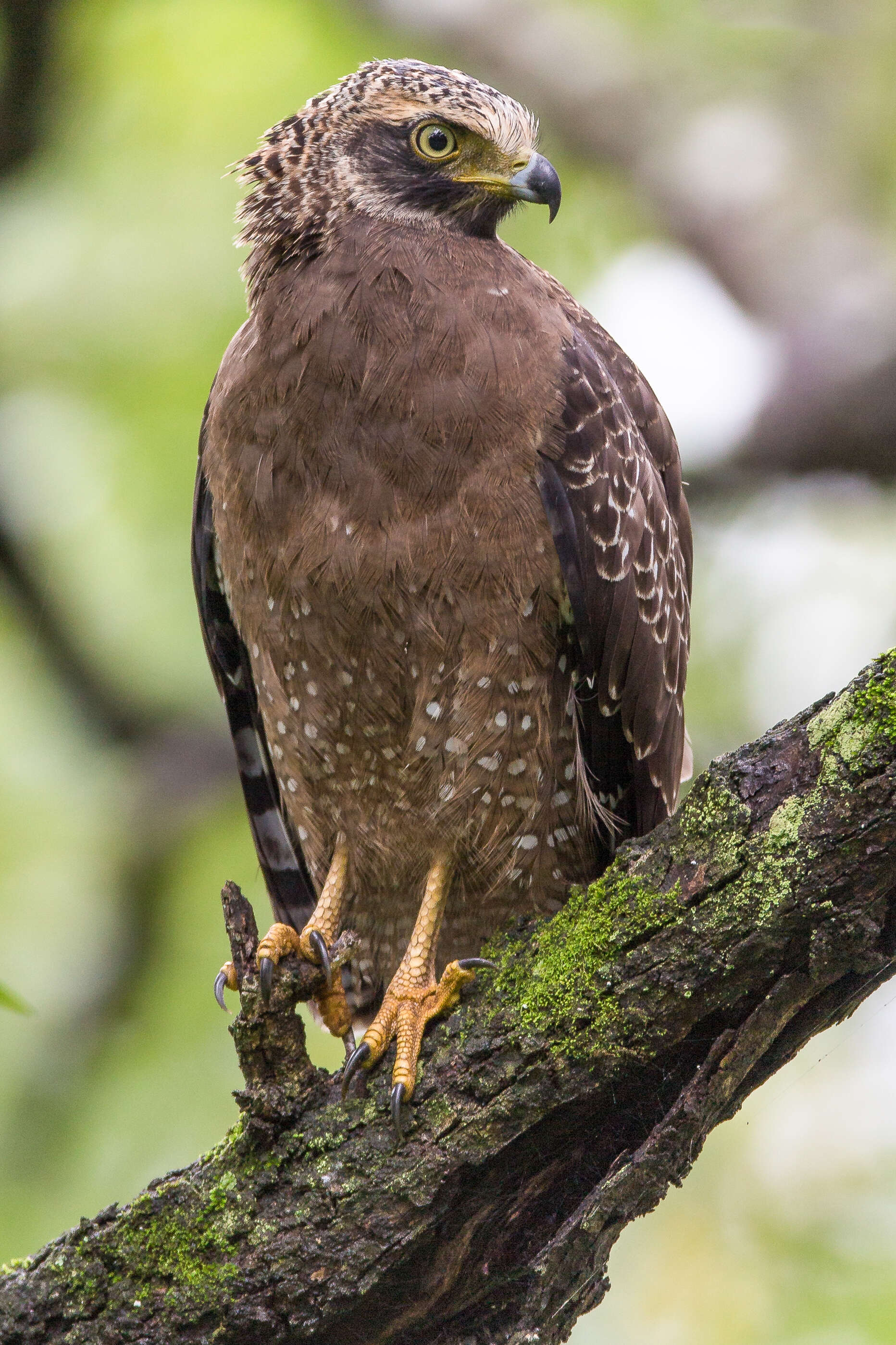 Imagem de Spilornis cheela (Latham 1790)