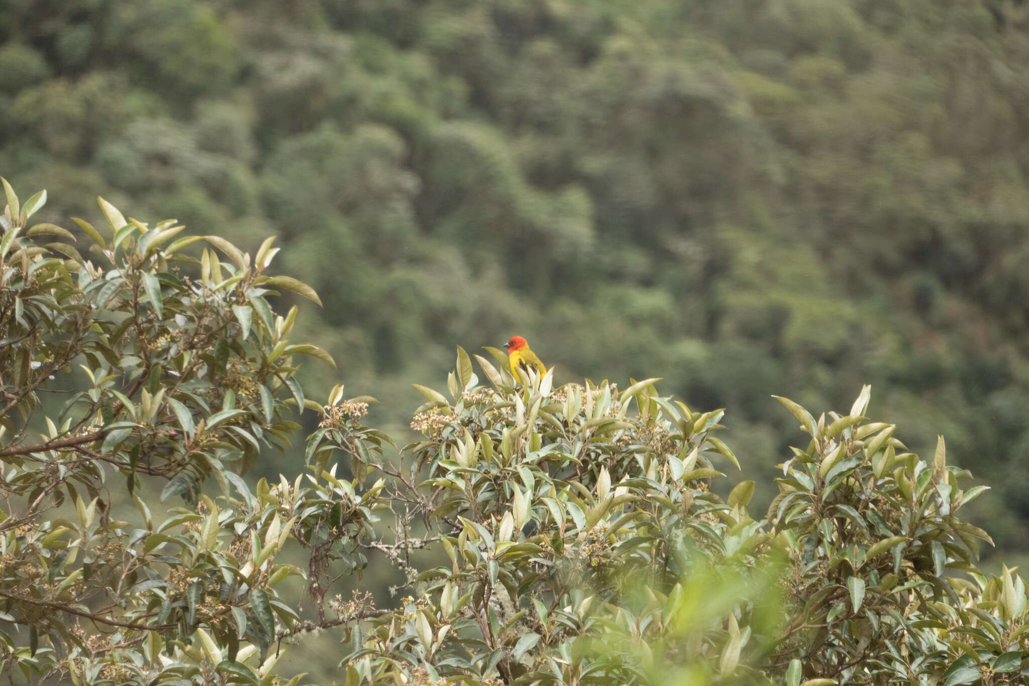 Image of Red-hooded Tanager