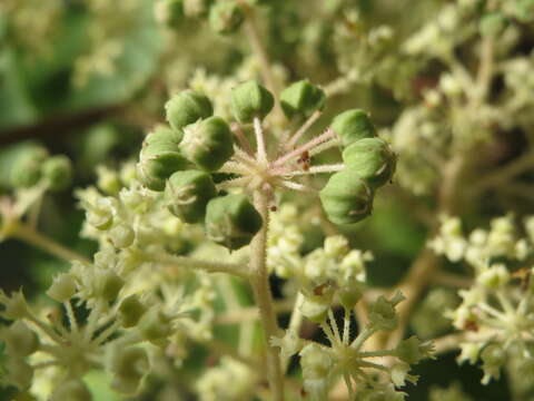 Image of Japanese angelica tree